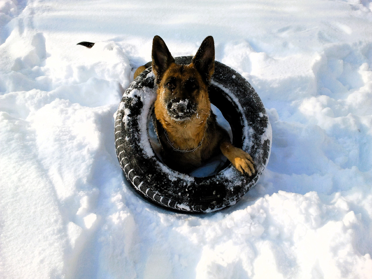 Тигра, фото автора