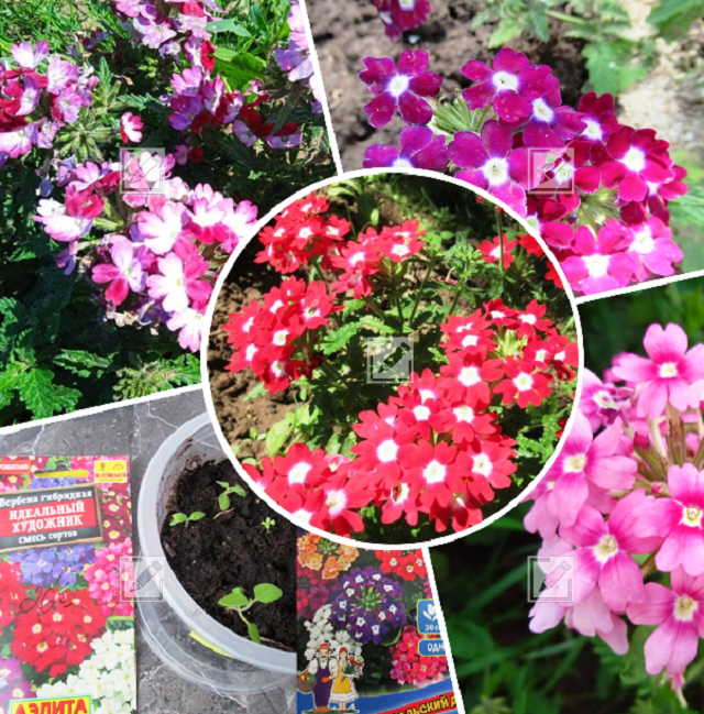 коллаж из фото автора