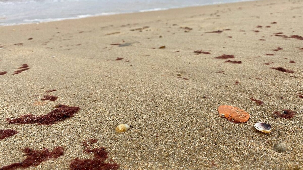    Фото: телеканал «Краснодар»