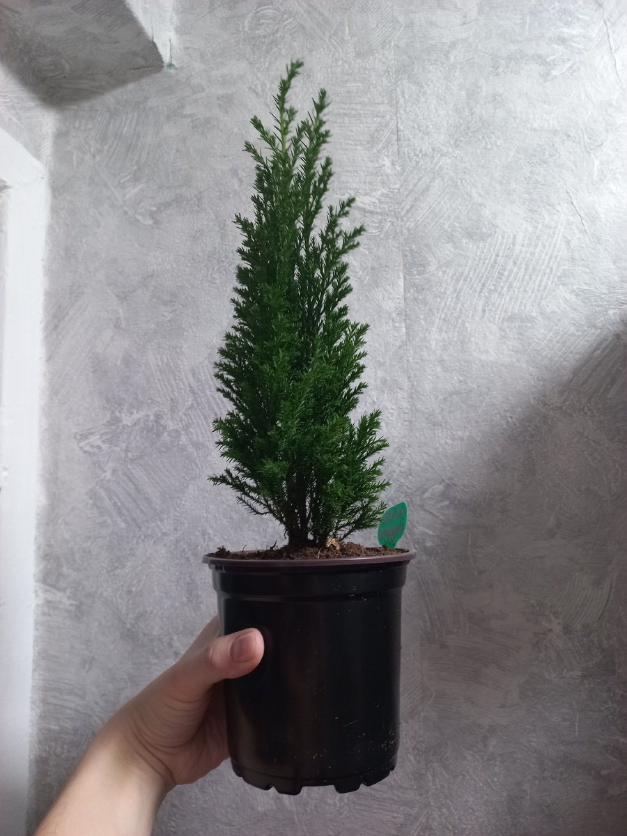 Кипарисовик Лавсона Элвуди, который зимует на подоконнике.