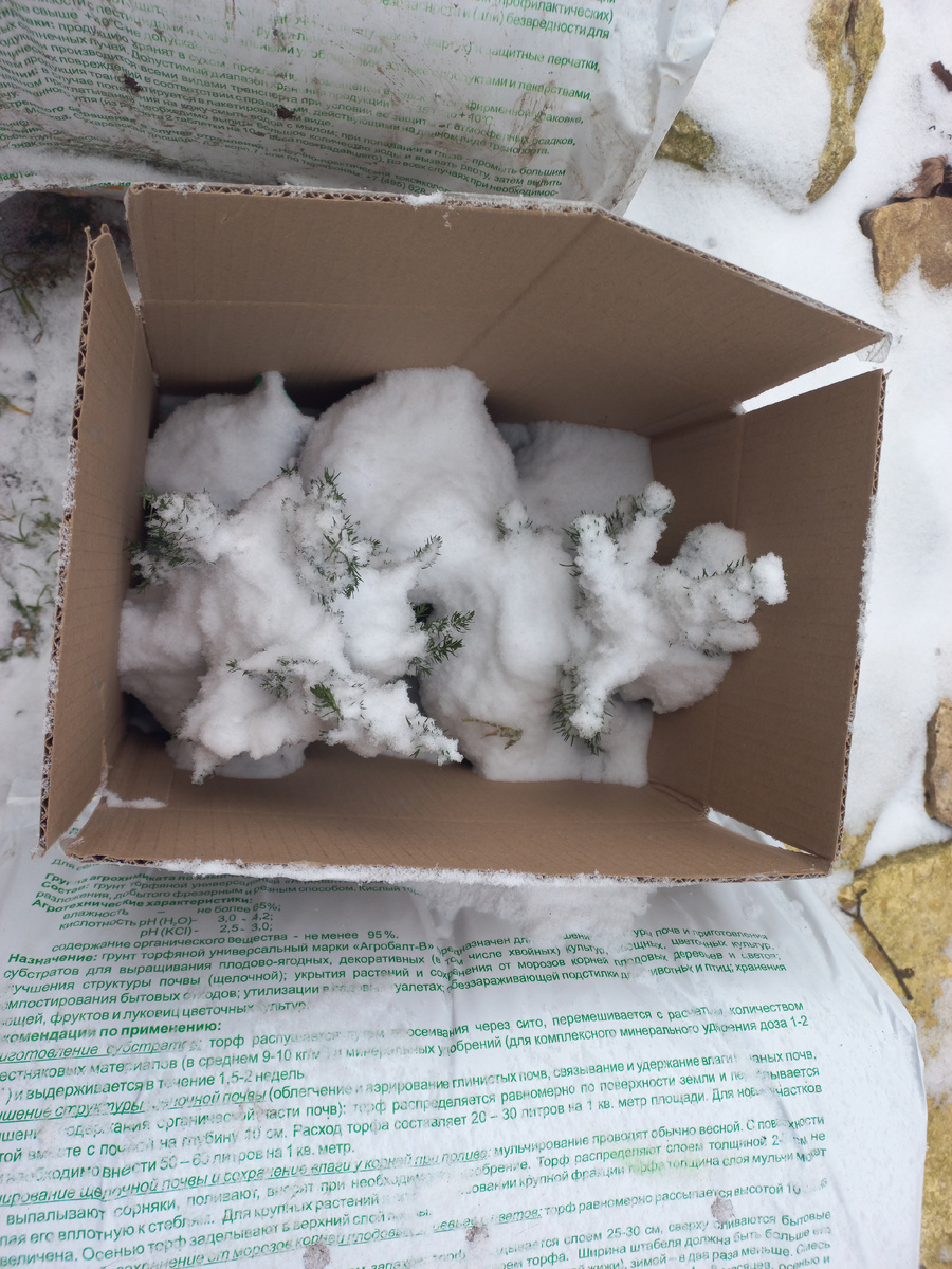 Хвойные 6 января на даче