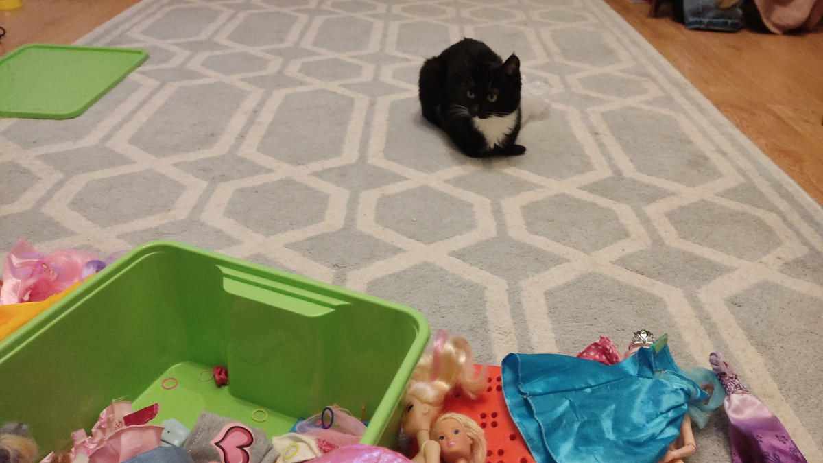 Наблюдаю за своей кошкой Милой, вот она умеет отдыхать)))) 