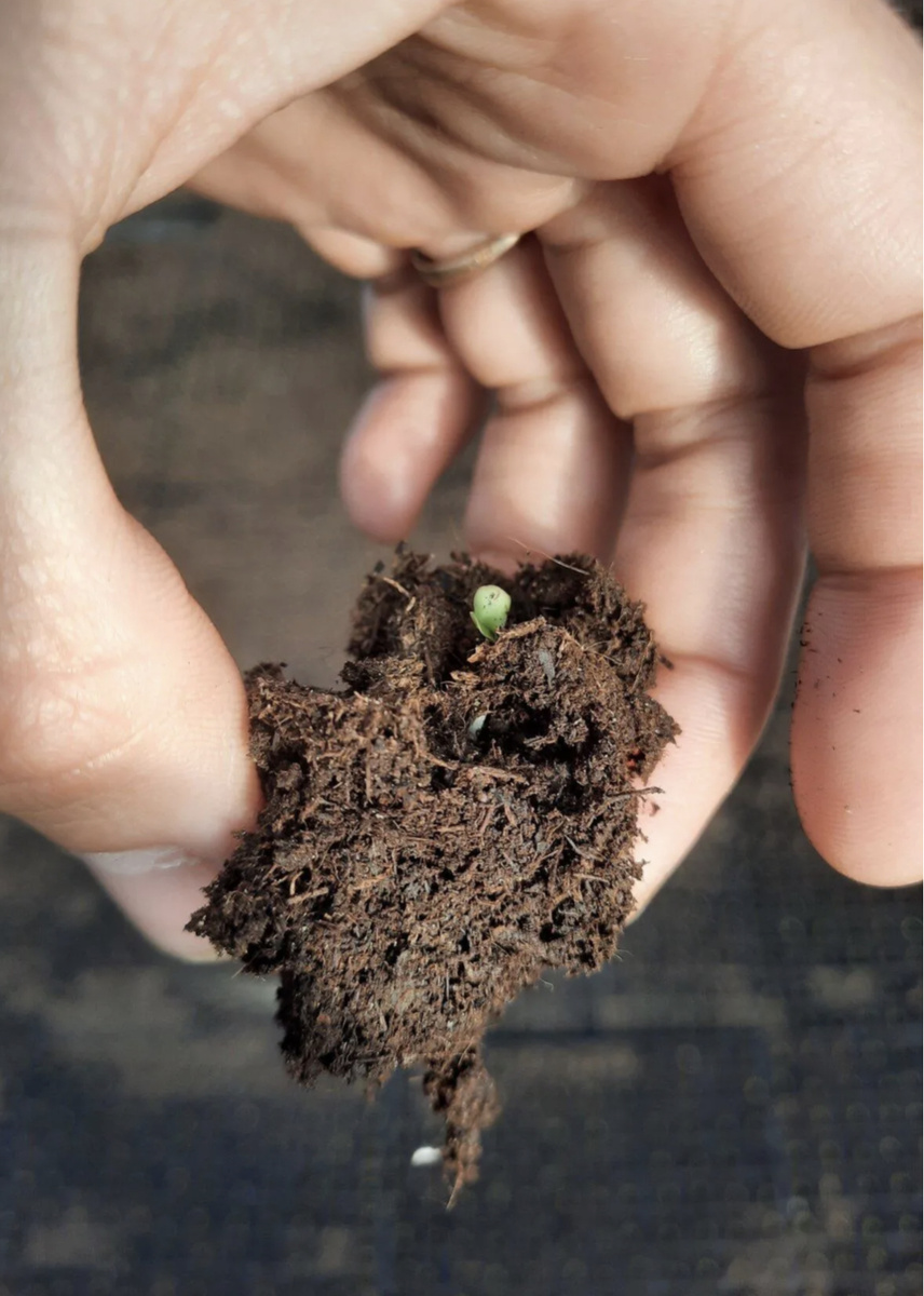 Семядоли крохотные, а корешок уже 2сантиметра.