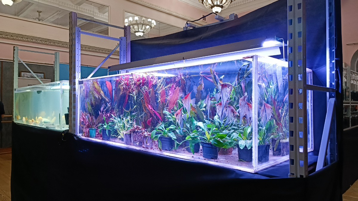 Аквариум травник со скаляриями Дмитрия Оболенского