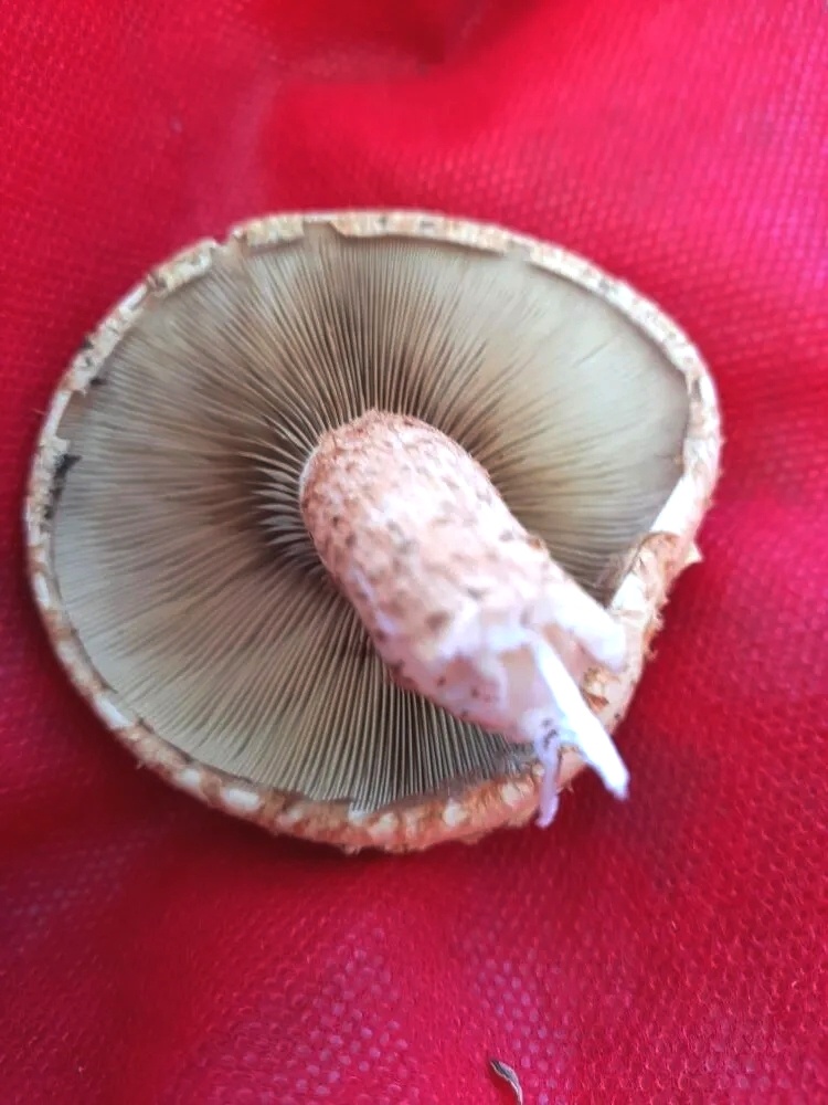 Сорван для  опознания