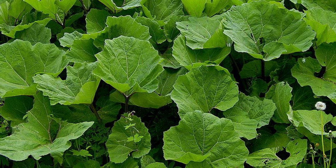 Как лопух может улучшить ваш компост и почву