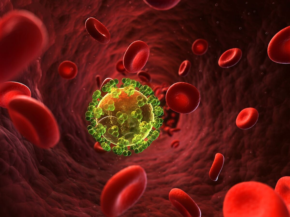 CD4-положительные Т-клетки, также известные как Т-хелперы, представляют собой подтип Т-лимфоцитов, которые играют ключевую роль в функционировании адаптивной иммунной системы. Эти клетки необходимы для координации иммунного ответа, так как они активируют и регулируют деятельность других иммунных клеток, таких как макрофаги, В-лимфоциты и цитотоксические Т-клетки. Основной механизм их действия заключается в высвобождении цитокинов — специальных сигнальных молекул, которые усиливают иммунный ответ и помогают организму бороться с инфекциями и другими патогенами. 