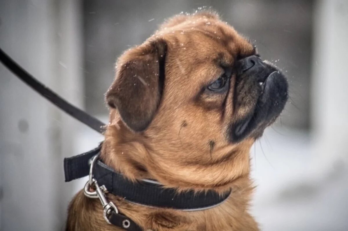    В томском селе Зырянское введен карантин из-за бешенства