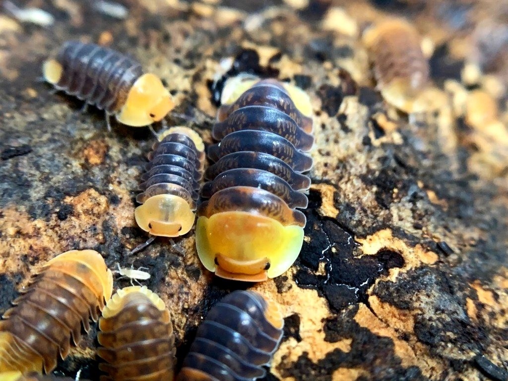 Cubaris sp. "Rubber Ducky"