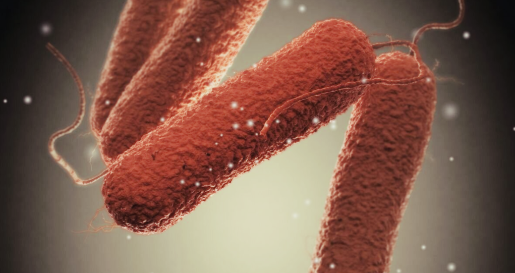 Изображение возбудителя брюшного тифа