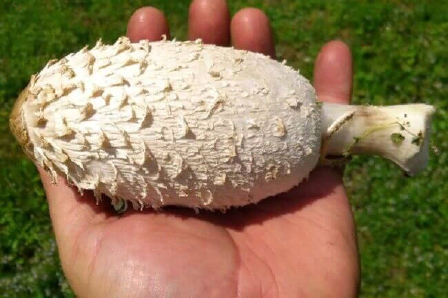 Годится в пищу - но быстро