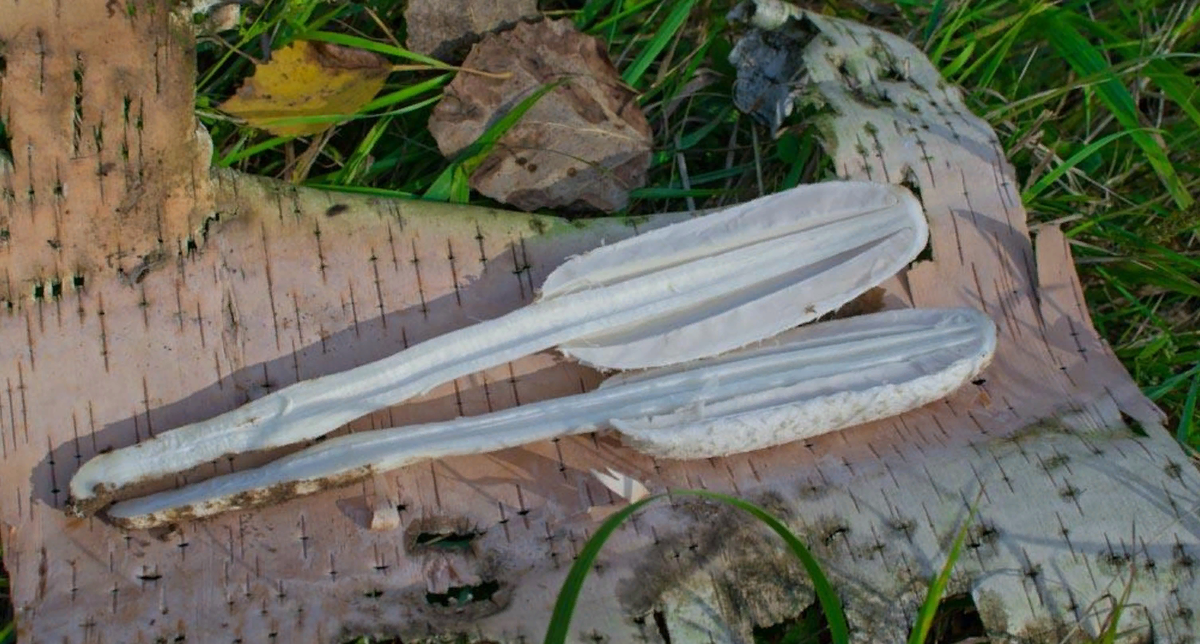 Мякоть навозника ароматна в хорошем смысле