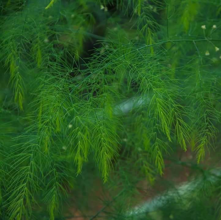 Правда, листья у неё не очень аппетитно выглядят.