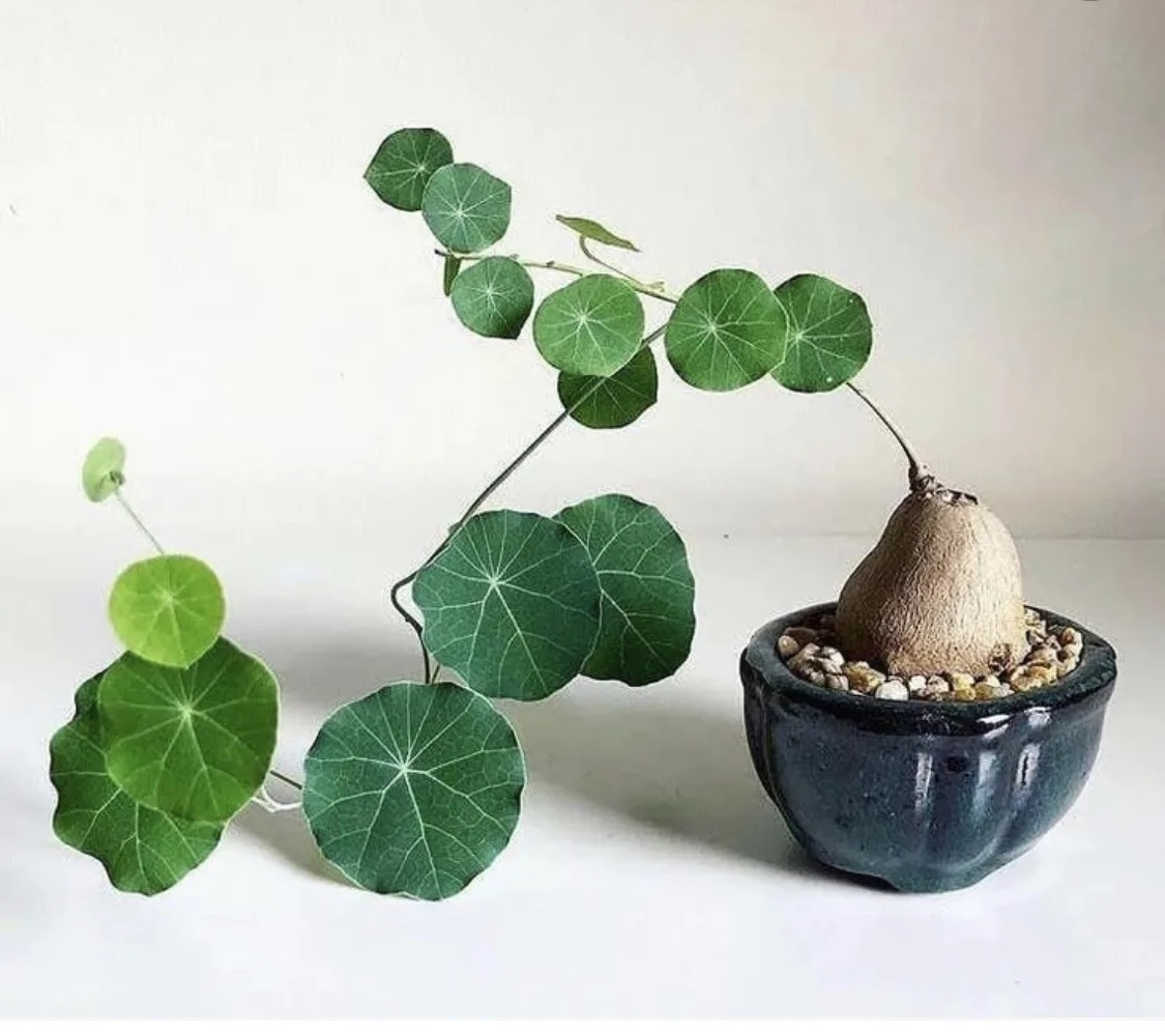 Мама, я упал...