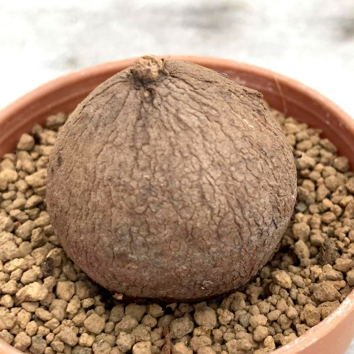 Не ешь, подумай