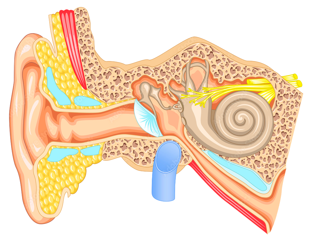 Источник Adobe Stock