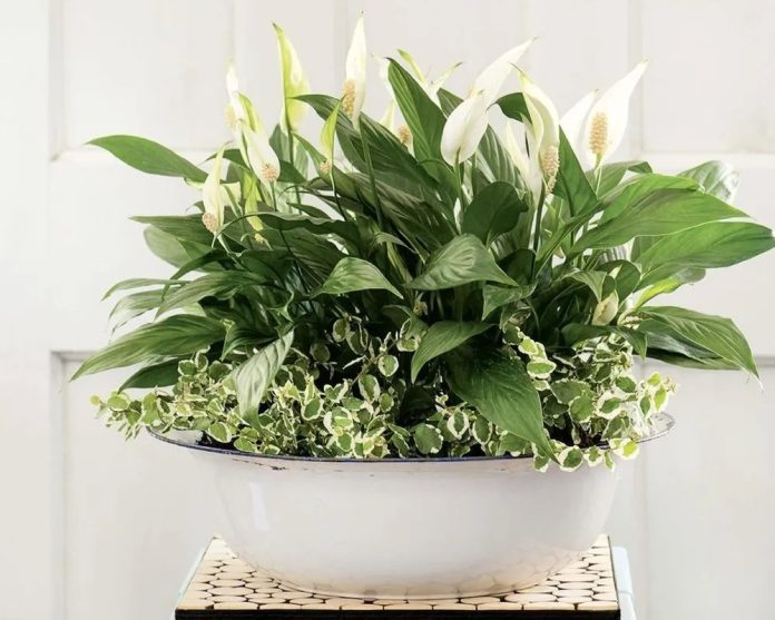 Фотография с botanichka.ru