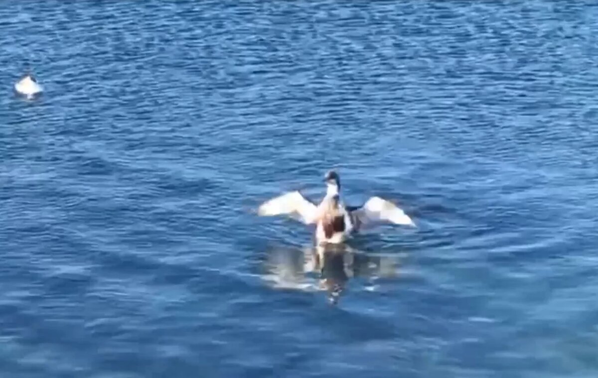 Скрин с видео: t.me/MoreOz
