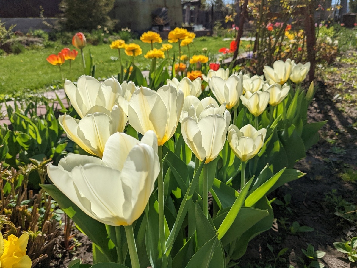 Конец апреля в моём саду