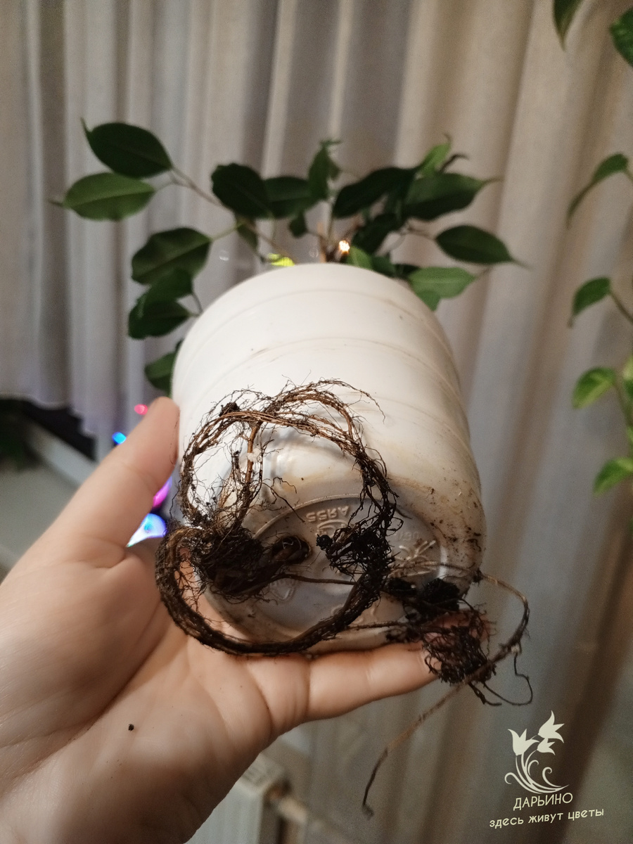 "Сбежавшие" корни