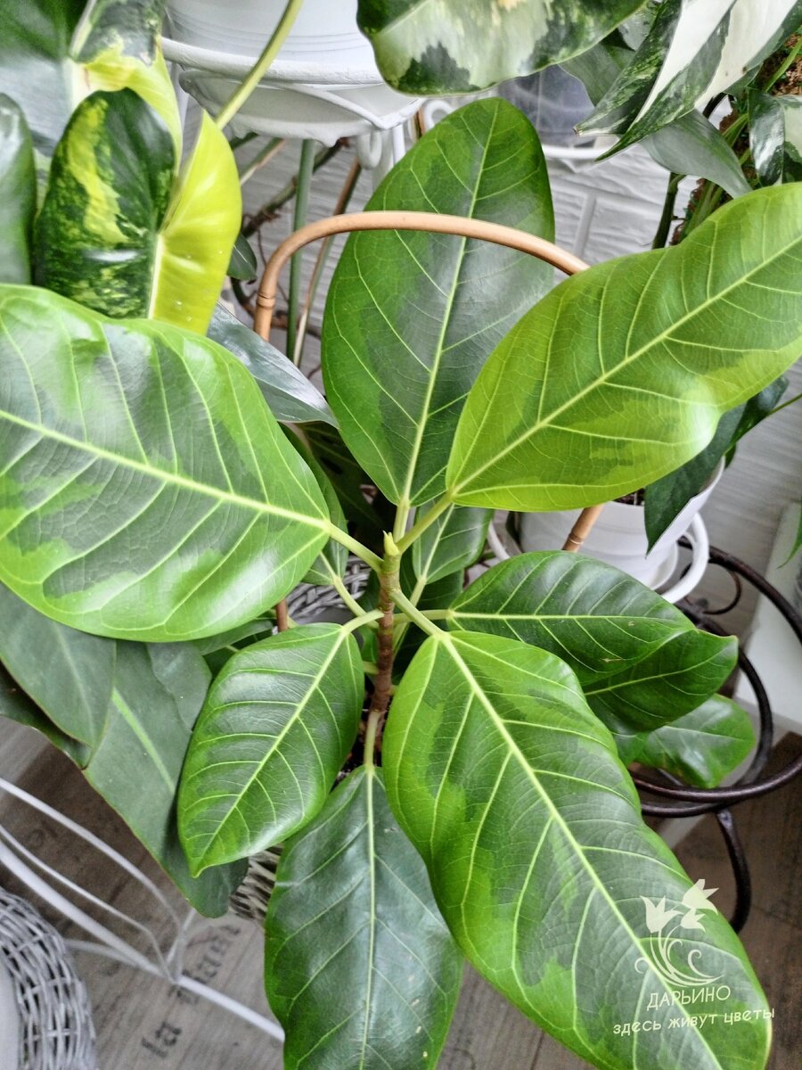 Фикус altissima 'Bengal tiger' здоров, но остановился в росте