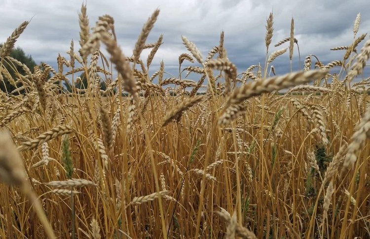    Казахстан снял ограничения на поставки российской пшеницы