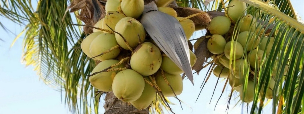 Сейчас в мире растёт мода на это масло. И пищевое и эфирное стало популярным и не зря!!!)))