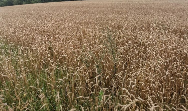    Фузариоз колоса зерновых культур будут решать спреями с глушителем генов вредоносных грибов