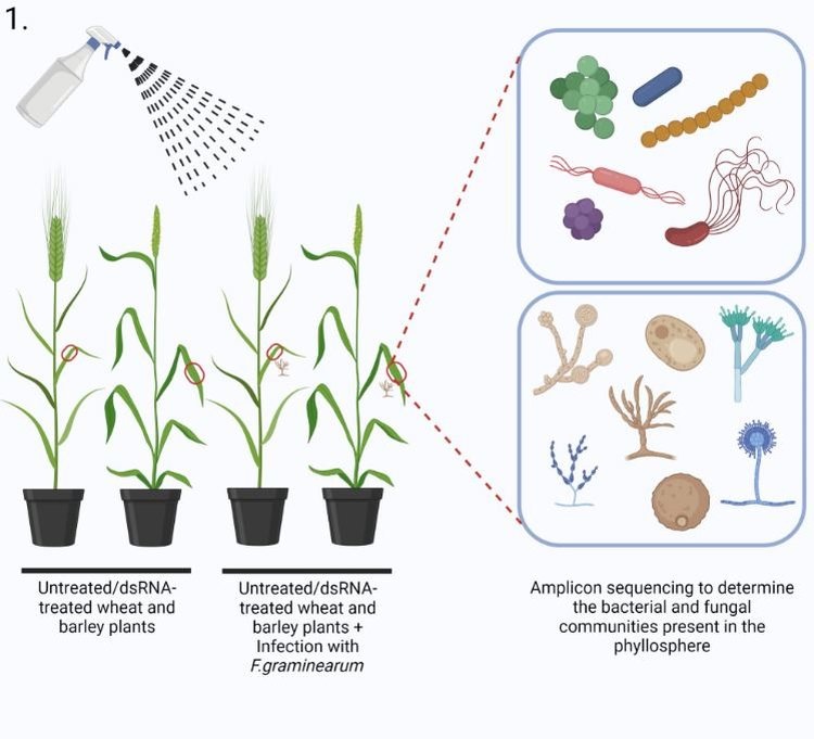     Фузариоз колоса зерновых культур будут решать спреями с глушителем генов вредоносных грибов
