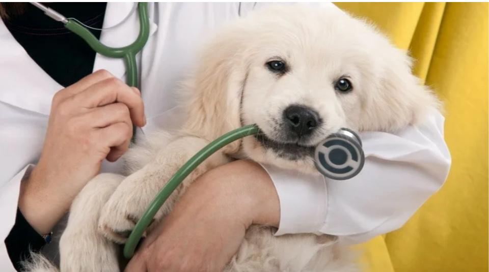 Яндекс.картинки для обложки. Увы, не смогла найти с маленьким щенком подходящую🙈🙈🙈