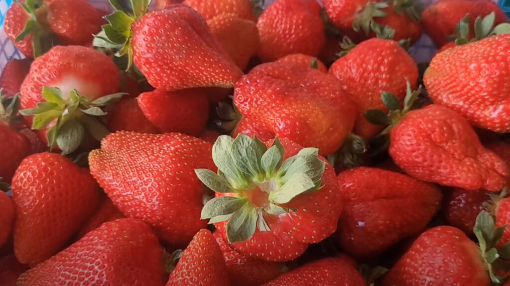 Клубника Клодия