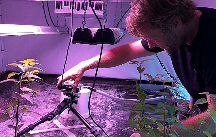    Секреты фотосинтеза вывели из тени для настройки освещения в современной теплице