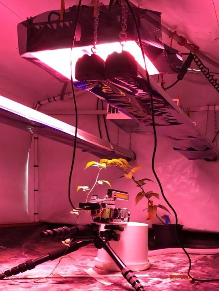     Секреты фотосинтеза вывели из тени для настройки освещения в современной теплице
