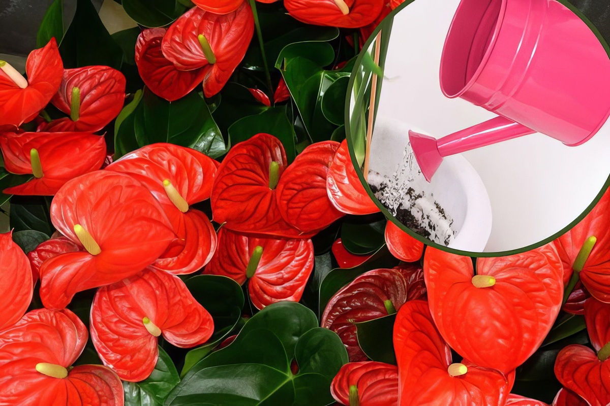     Как не залить и не засушить антуриум: секреты правильного полива