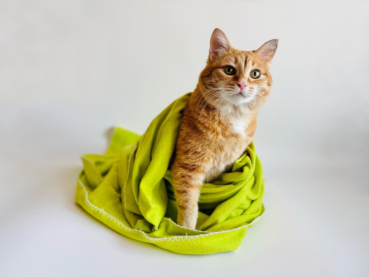 Если шаверма из сов — соверма, то как назовём блюдо из кошек? Кошерма?