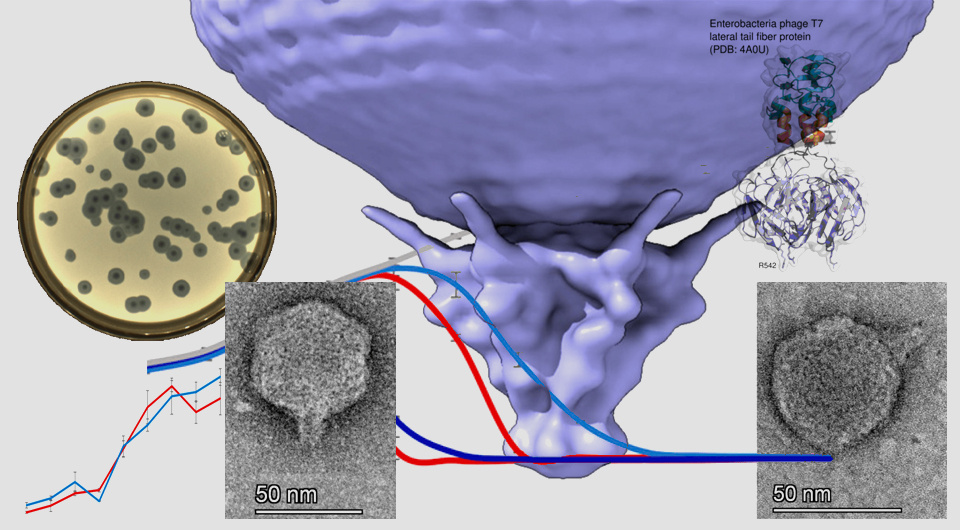   N + 1; Iarema P. / Viruses, 2024.