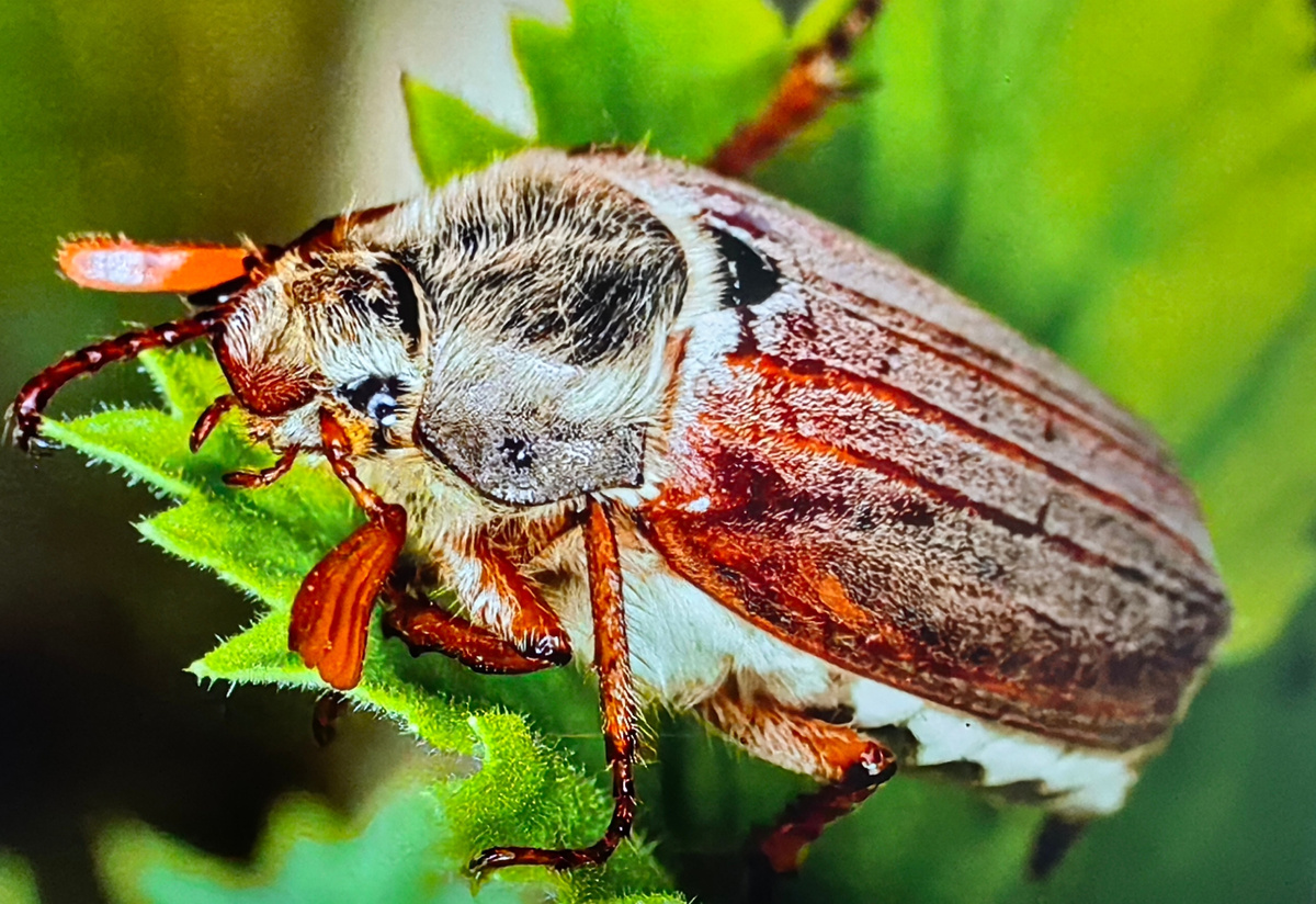 Майский жук. Фото: https://es.pinterest.com/pin/622974560968418257/