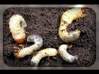 Личинки майского жука. Фото: https://ru.pinterest.com/pin/772578511072505245/