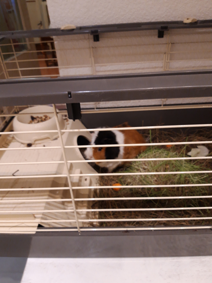 В клетке. Частное фото.