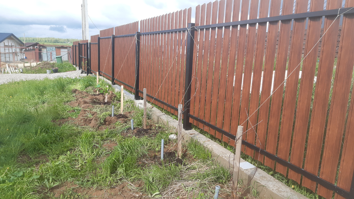 Май 2020 года, первая весна после пересадки.