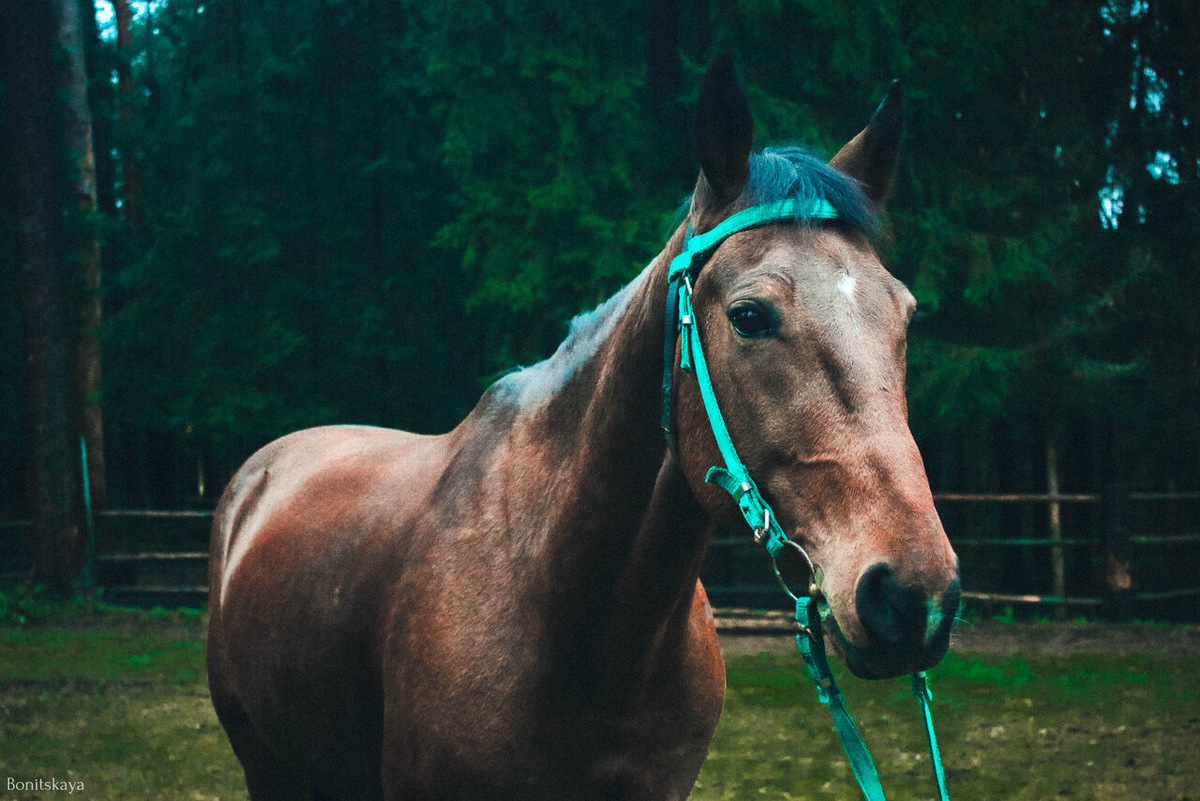  Конный клуб "Талисман"