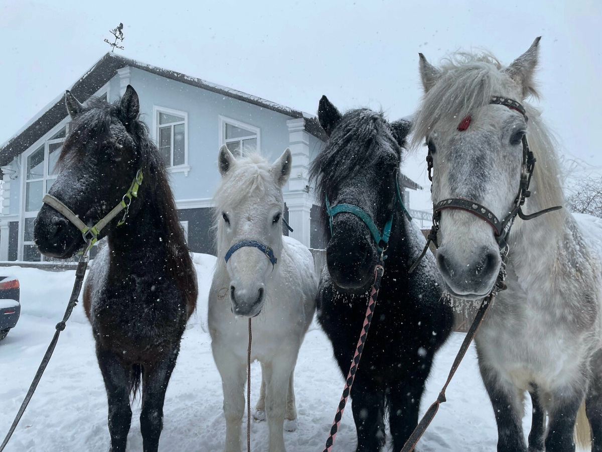 Конный клуб "Буцефал"
