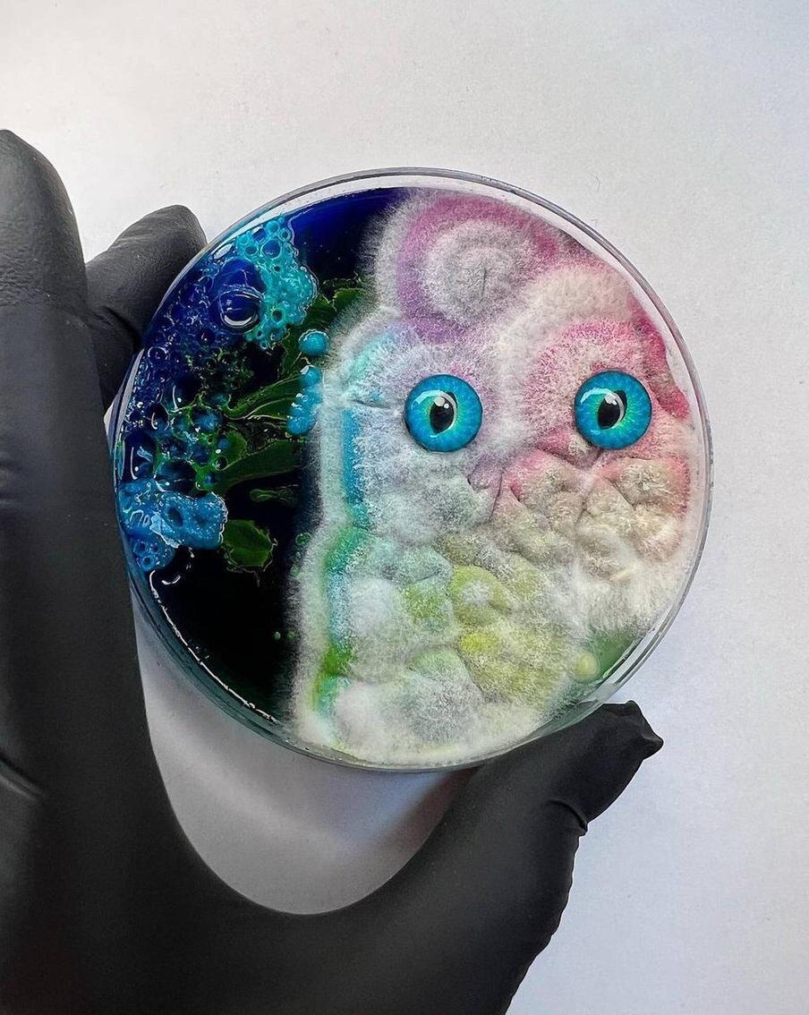 Глазастая плесень одним взглядом говорит: "Я живая, я тебя вижу!".  Из личного архива