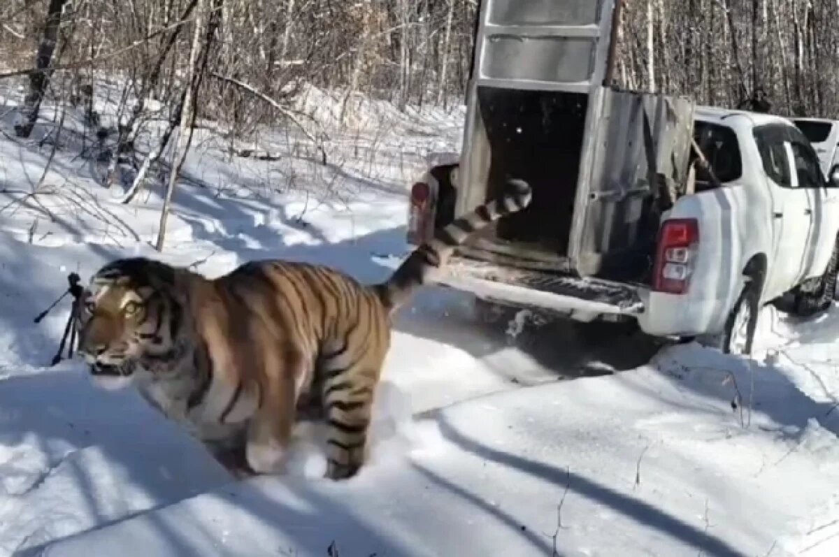    Тигр, пойманный в Хасанском округе Приморья, выпущен в тайгу