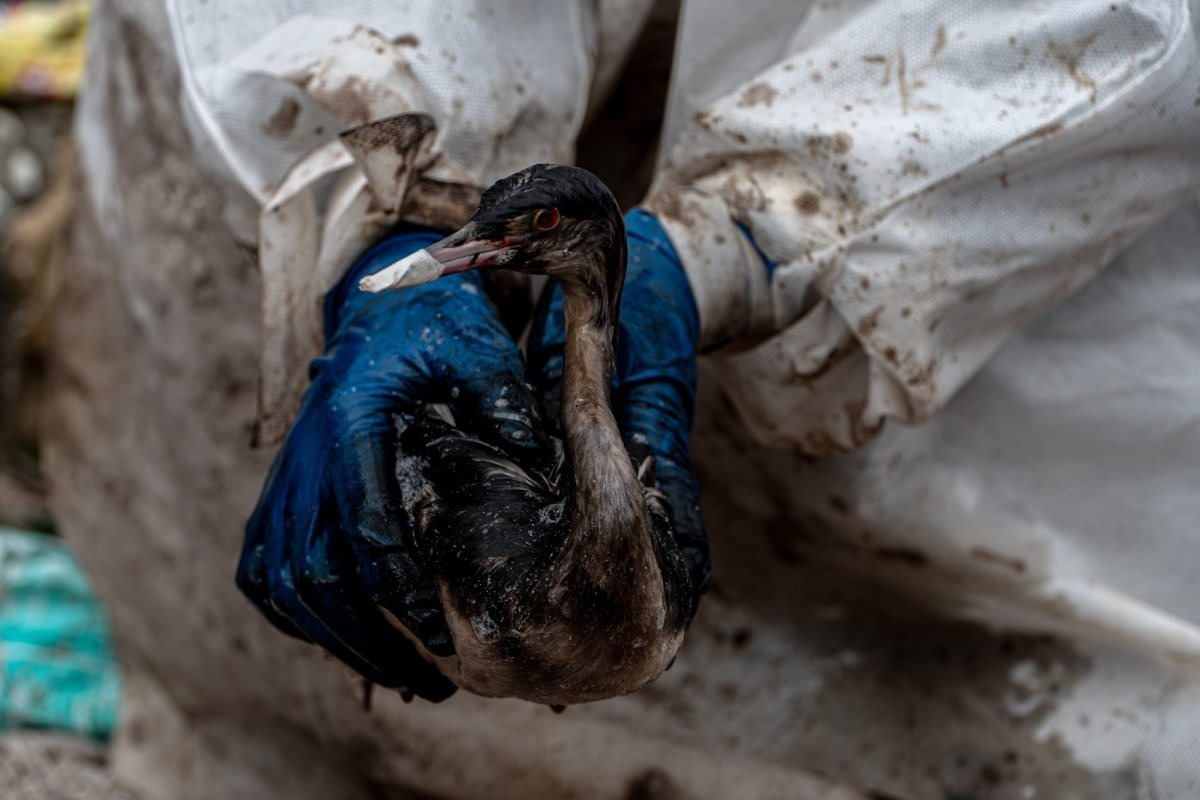 Фото: природоохранный проект «Земля касается каждого»