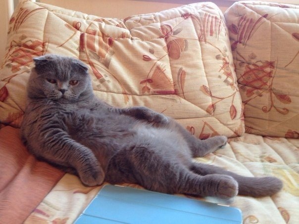 иллюстрация из яндекс картинки.