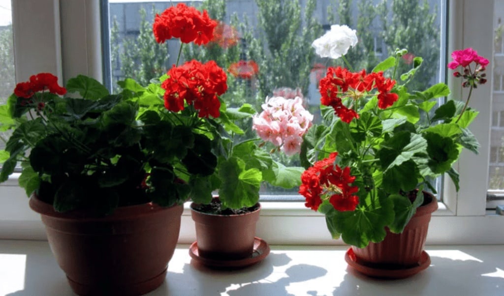 Герань . Самый любимый цветок. 