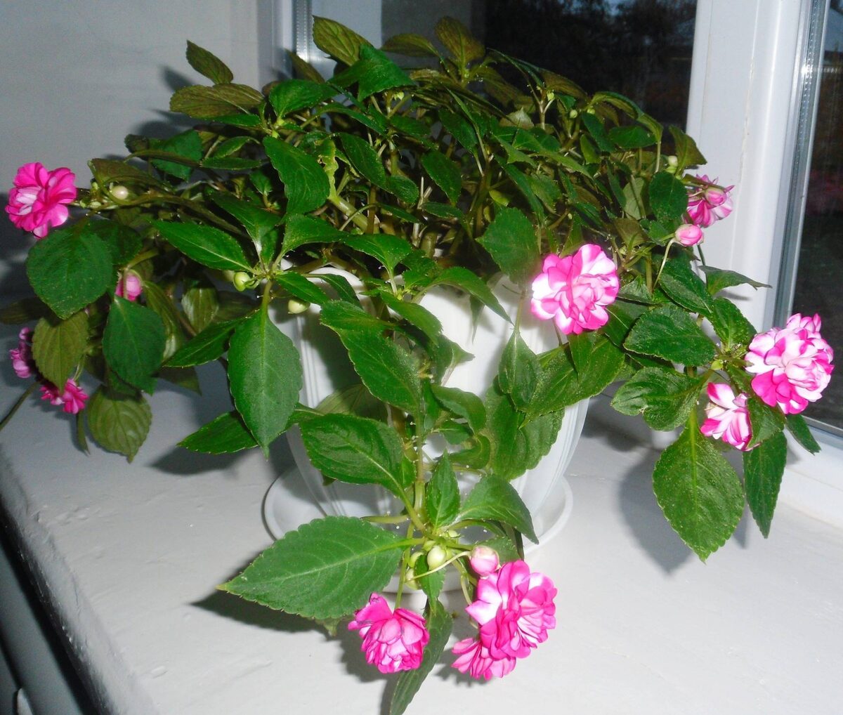 Бальзамин или Ванька мокрый 