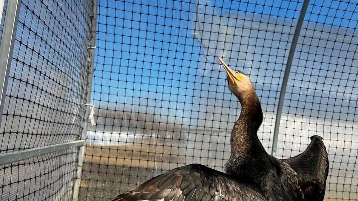    Фото: t.me/help_birds_krd