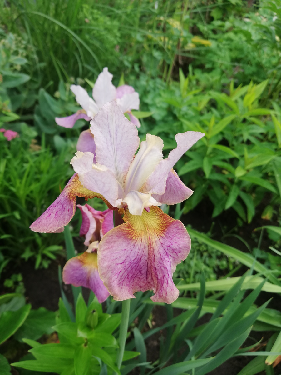 Ирис сибирский 'Dance Ballerina Dance' - невозможная нежнятина